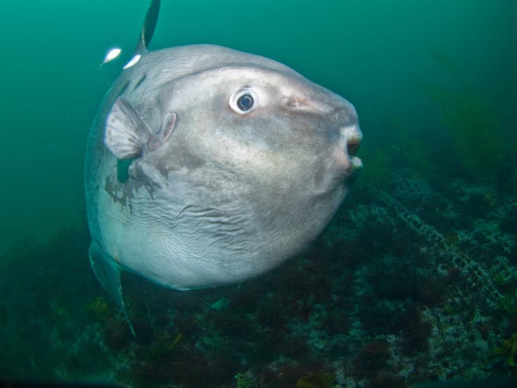 「波左間 マンボウ」の画像検索結果